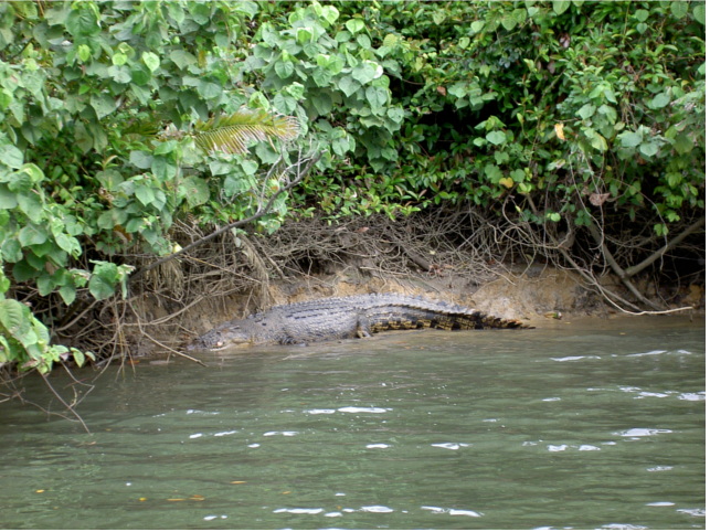 Crocodile picture