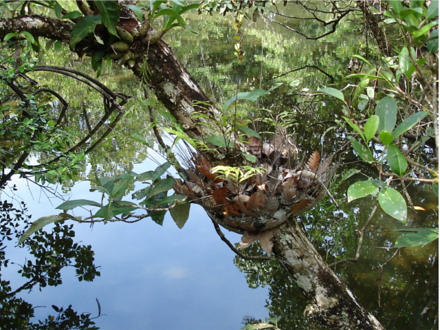 epiphyte picture
