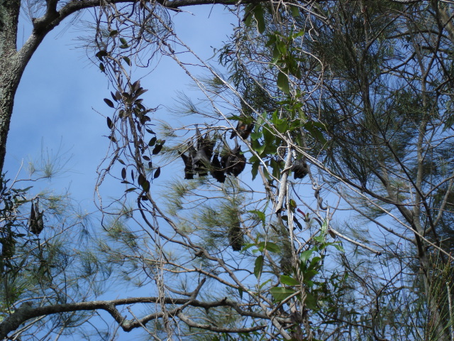Fruit bats picture