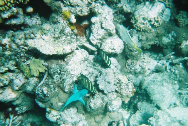 Several fish picture