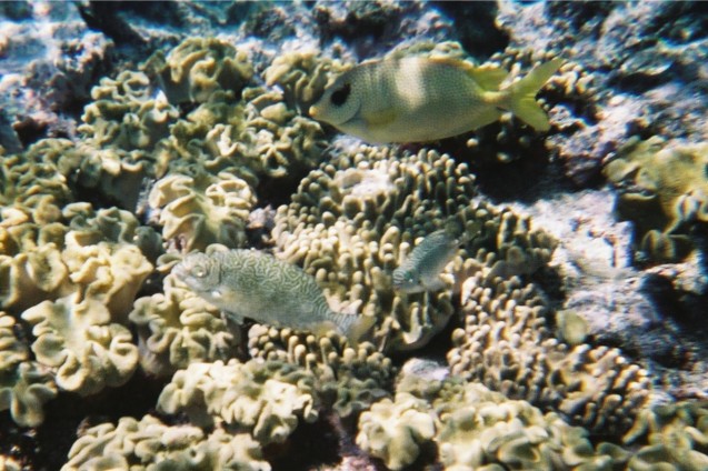 unknown fish picture